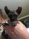 Sphynx Cats for sale in Blountsville, AL 35031, USA. price: NA