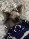 Sphynx Cats for sale in Palm Coast, FL, USA. price: NA