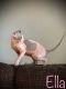 Sphynx Cats for sale in Black Hawk, CO, USA. price: NA