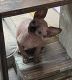 Sphynx Cats for sale in Denver, CO, USA. price: $1,800