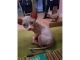 Sphynx Cats for sale in Los Angeles St, Eilat, Israel. price: 750 ILS