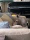 Sphynx Cats for sale in Houston, TX, USA. price: $2,400