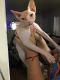 Sphynx Cats for sale in Salinas, CA, USA. price: $1,000