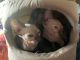 Sphynx Cats for sale in Sacramento, CA, USA. price: $1,450