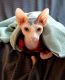 Sphynx Cats for sale in Coral Springs, FL, USA. price: NA