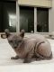 Sphynx Cats for sale in New York, NY 10029, USA. price: $2,000