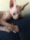 Sphynx Cats for sale in Los Angeles, CA, USA. price: $1,600