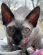 Sphynx Cats for sale in Clay County, AL, USA. price: $1,300