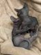 Sphynx Cats for sale in Kingwood, Houston, TX, USA. price: $2,200