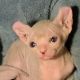 Sphynx Cats for sale in York Springs, PA 17372, USA. price: NA