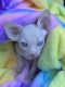 Sphynx Cats for sale in Beverly Hills, CA, USA. price: $3,000