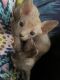 Sphynx Cats for sale in Cleveland, GA 30528, USA. price: NA