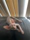 Sphynx Cats for sale in Monterey Park, CA, USA. price: NA