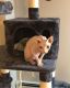 Sphynx Cats for sale in 36123 Quiet Forest, Magnolia, TX 77355, USA. price: $1,500