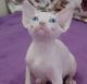 Sphynx Cats for sale in Chicago, IL, USA. price: $1,500