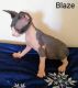 Sphynx Cats for sale in Springfield, MO, USA. price: NA
