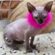 Sphynx Cats for sale in 36123 Quiet Forest, Magnolia, TX 77355, USA. price: $750