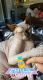Sphynx Cats for sale in Tomball, TX, USA. price: NA