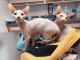 Sphynx Cats for sale in Colorado Springs, CO, USA. price: $1,500
