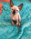 Sphynx Cats for sale in Los Angeles, CA, USA. price: $650