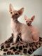 Sphynx Cats for sale in Fontana, CA 92335, USA. price: $1,800