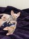 Sphynx Cats for sale in Brooklyn, NY, USA. price: $3,500