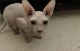Sphynx Cats for sale in West Covina, CA, USA. price: NA
