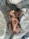 Sphynx Cats for sale in San Diego, CA, USA. price: NA