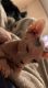 Sphynx Cats for sale in West Lafayette, OH 43845, USA. price: $1,500
