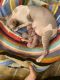 Sphynx Cats for sale in Toledo, OH, USA. price: $2,000