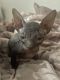 Sphynx Cats for sale in Tampa, FL, USA. price: $1,400