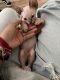 Sphynx Cats for sale in San Diego, CA, USA. price: $2,150