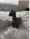 Sphynx Cats for sale in Tempe, AZ, USA. price: $2,000