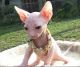 Sphynx Cats for sale in Fullerton, CA, USA. price: $1,400