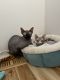 Sphynx Cats for sale in Lafayette, CO, USA. price: $2,600