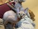 Sphynx Cats for sale in San Diego, CA, USA. price: $1,500