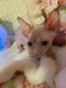 Sphynx Cats for sale in DuBois, PA 15801, USA. price: $1,450