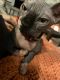 Sphynx Cats for sale in Spring, TX 77373, USA. price: $800
