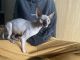 Sphynx Cats for sale in Buffalo Grove, IL, USA. price: NA