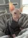 Sphynx Cats for sale in South Congaree, SC, USA. price: NA