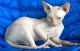 Sphynx Cats for sale in San Diego, CA, USA. price: $495