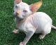 Sphynx Cats for sale in San Diego, CA, USA. price: $995