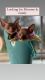 Sphynx Cats for sale in Chester, NH, USA. price: $23,002,400
