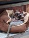 Sphynx Cats for sale in Redway, CA 95560, USA. price: NA