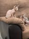Sphynx Cats for sale in San Bernardino, CA, USA. price: $2,000