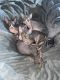 Sphynx Cats for sale in MT MADONNA, CA 95076, USA. price: NA