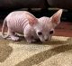 Sphynx Cats for sale in Denver, CO, USA. price: $1,200