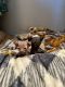 Sphynx Cats for sale in Jacksonville, FL 32244, USA. price: $1,000