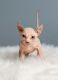 Sphynx Cats for sale in Keller, TX, USA. price: $1,600