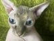 Sphynx Cats for sale in San Diego, CA, USA. price: $795